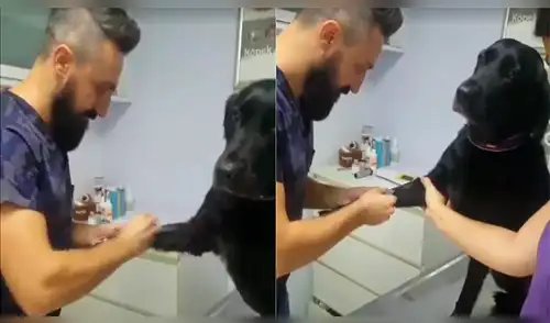 Vía Facebook: veterinario queda asombrado al ver la valentía de un perro al ser intervenido [VIDEO]
