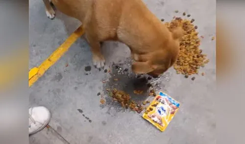 Joven se cruza con perros callejeros y les ofrece agua y comida