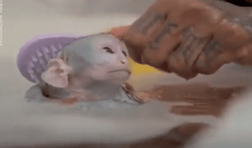 YouTube viral: Joven adopta a un mono y lo cuida como si fuera su bebé [VIDEO]