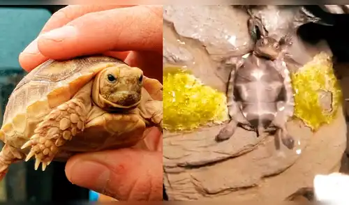 Facebook: pequeña tortuga se hace viral por su divertido estilo para dormir [VIDEO]