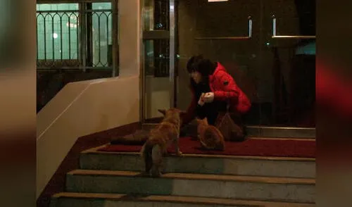 Desliza las imágenes para conocer la conmovedora historia de amistad entre un gato y una perrita. Foto: captura de YouTube YouTube viral: gato consuela a perrita que espera volver a ver a sus dueños