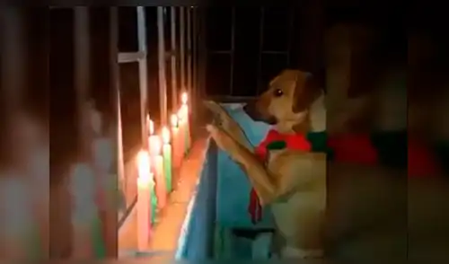 Facebook: graban a tierno perro en postura para rezar por Navidad [VIDEO]