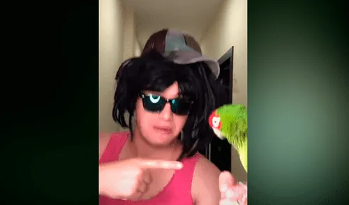 Desliza las imágenes para ver la divertida coreografía de este pequeño loro. Fotocapturas: Carlos Ponce/TikTok Desliza las imágenes para ver la divertida coreografía de este pequeño loro. Fotocapturas: Carlos Ponce/TikTok