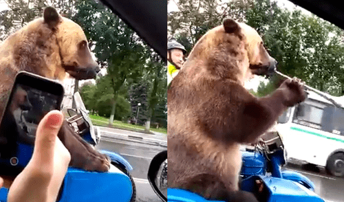 Facebook: oso pardo causa conmoción al viajar en moto y tocar trompeta [VIDEO]