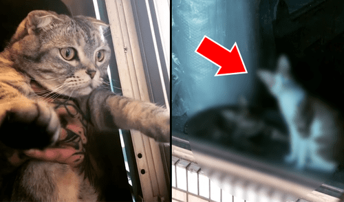 Facebook viral: gato conoce por primera vez a sus ‘vecinos’ y felinos tienen insólita reacción [VIDEO]