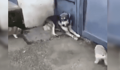 Vía Facebook: perro hace llorar a cachorros y su mamá reacciona así [VIDEO]