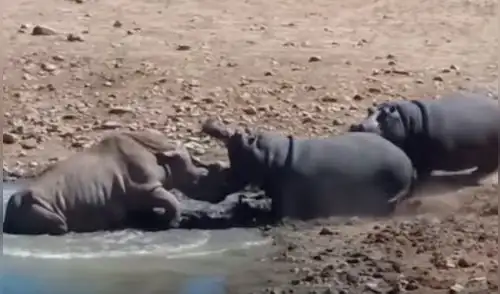 En YouTube, feroz ataque de hipopótamo mató a rinoceronte cuando buscaba agua
