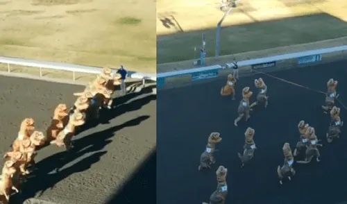 Facebook: Divertida carrera de dinosaurios T-Rex [VIDEO]