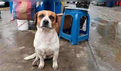 Los perros que soportaron en las calles de Lima la intensa llovizna [FOTOS]