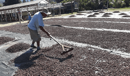 Satipo y su ruta para disfrutar del chocolate en medio de maravillosos paisajes  