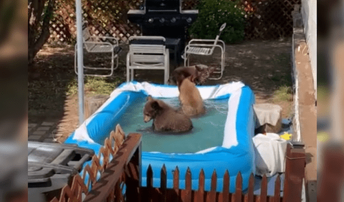 Revisa su patio y descubre a una familia de osos jugando en su piscina inflable [VIDEO]