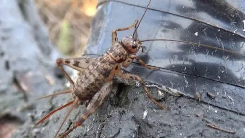 Facebook viral: joven graba a grillo cantando y un detalle lo dejó admirado [VIDEO]