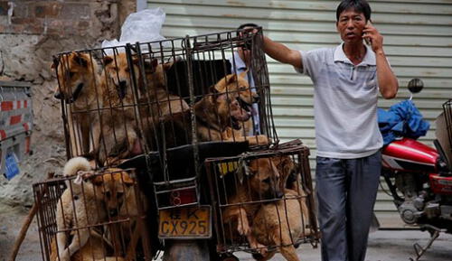 Hombre es detenido por asesinar perros para comérselos por Año Nuevo Chino [FOTOS]