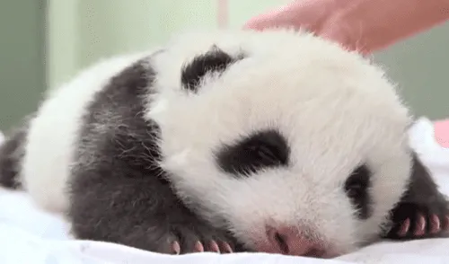 Pequeño oso panda abre los ojos por primera vez tras casi dos meses de haber nacido