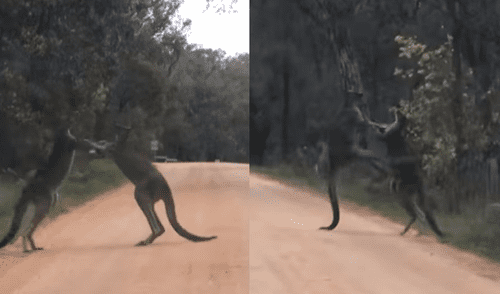 YouTube viral: canguros boxeadores tienen brutal pelea en medio de una carretera [VIDEO]