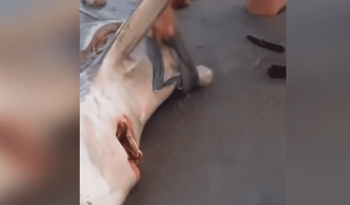 YouTube viral: Abren estómago de tiburón muerto y descubren criaturas vivas [VIDEO] 