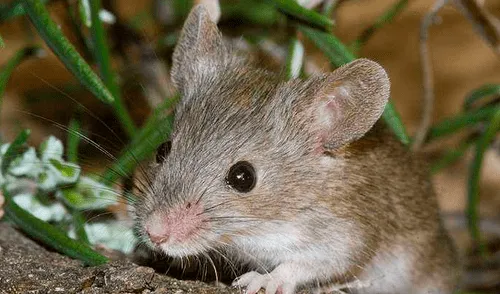 YouTube viral: ratón que ordenó casa por un mes dejó en shock a anciano que no se había percatado del hecho [VIDEO] 