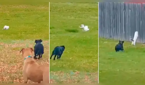 perros persiguen a gato