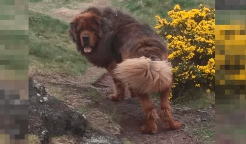 Perro de raza grande ataca a tres mujeres y es condenado a muerte [FOTOS] 