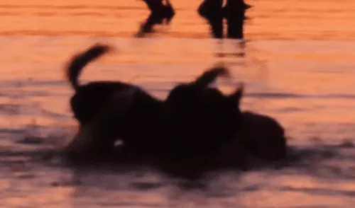 impala y perros salvajes.