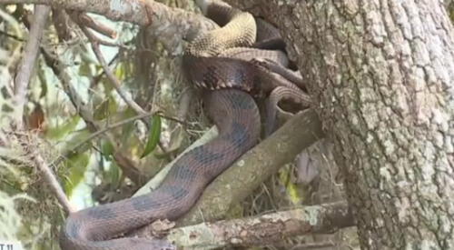 Apareamiento de serpientes en lago de EEUU se convierte en atracción nacional. Foto: Difusión.