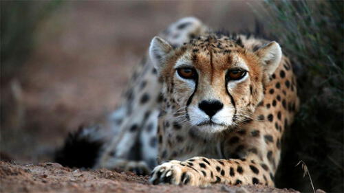 Guepardos: los esfuerzos por salvar al mamífero más rápido y “elegante” del mundo Guepardos: los esfuerzos por salvar al mamífero más rápido y “elegante” del mundo