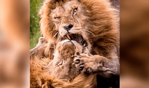 Facebook viral: leones pelean a muerte por una hembra y sucede lo  inesperado | video | viral | México | redes sociales | batalla | Tendencias  | La República