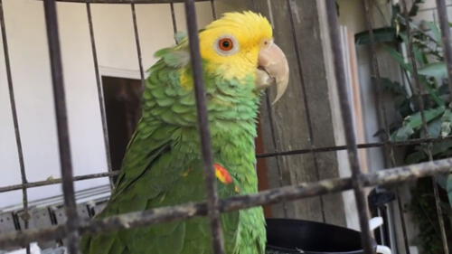 YouTube: Loro le da el mejor regalo de todos a su dueña por su cumpleaños YouTube: Loro le da el mejor regalo de todos a su dueña por su cumpleaños