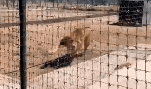 Vía YouTube: león es separado de su pareja en celo y enfurece con su amo [VIDEO]