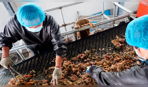 China alimenta a millones de cucarachas con basura para conservar el ambiente