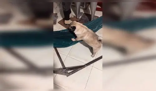 Facebook: Perro decide ir a dormir, prepara su cama y conmueve a miles [VIDEO]