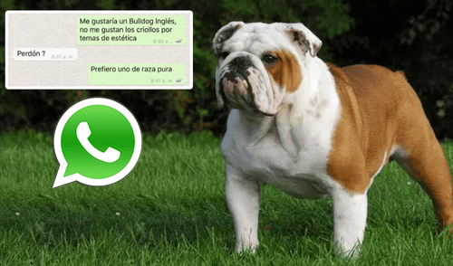 WhatsApp: Quiere adoptar un bulldog inglés y recibe una épica respuesta [FOTO]
