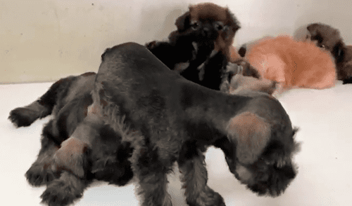 Chiclayo: rescatan perros comercializados de manera ilícita en centro de la ciudad [VIDEO]