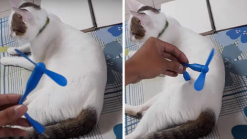 YouTube: ¿ventilador funciona con "energía" de gato? Video te sorprenderá