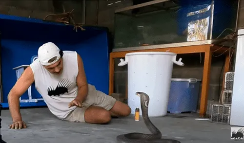 YouTube viral: hombre se acerca a una serpiente y esta abre sus mandíbulas para atacarlo