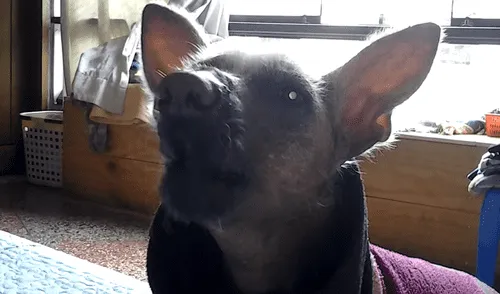 Facebook: ¿perro peruano dice "mamá"? video genera confusión en Internet 