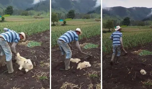 La tierra es su cobija: así le gusta dormir a este tierno perrito de campo