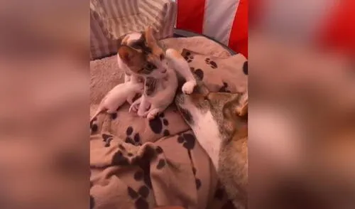 Perro tiene conmovedora reacción al conocer a las pequeñas crías de una gata [VIDEO]