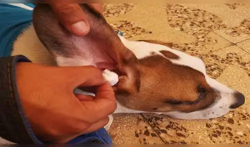 Casos de mordeduras de animales se incrementan por uso de pirotécnicos Casos de mordeduras de animales se incrementan por uso de pirotécnicos