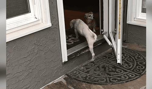 Facebook viral: mujer rompe en llanto al ver cómo dormía perro que rescató de una granja [VIDEO]