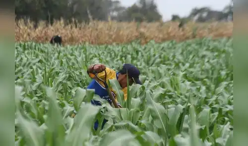 Minagri trabaja con productores para mejorar la venta del maíz