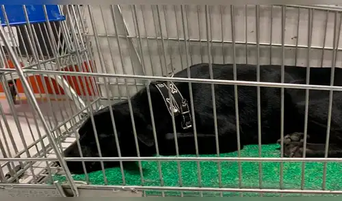 Hallan a perrita dentro de carrito de compras del Open Plaza [VIDEO]