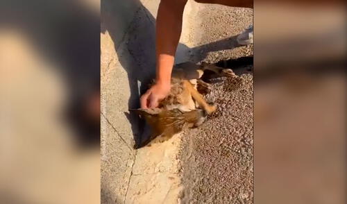 Facebook viral: encuentra un pequeño zorro dentro de un estanque abandonado y le salva la vida [VIDEO]