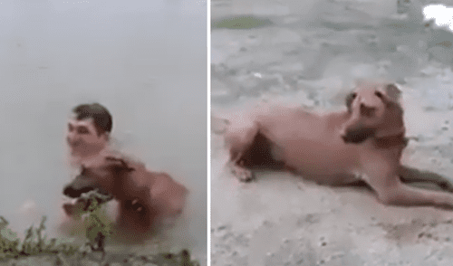 Facebook: perro intenta salvar a su dueño que se estaba ahogando y el método genera burlas [VIDEO]