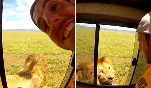 Pareja de turistas intentan tocar a enorme león y este tiene feroz reacción