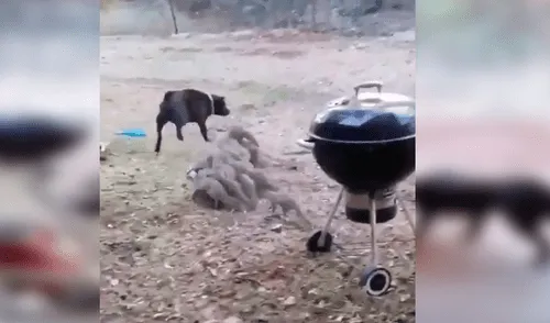 TikTok viral: Mangostas se defienden en grupo del ataque de un perro y protagonizan impactante escena [VIDEO]