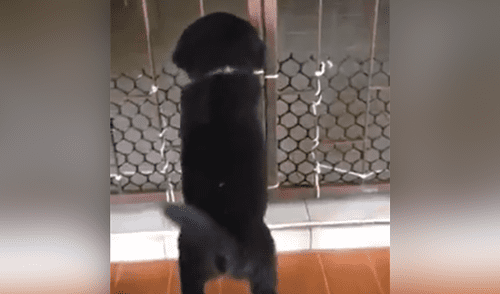 Facebook viral: travieso perro intenta cruzar reja y gato hace esto por ayudarlo [VIDEO]