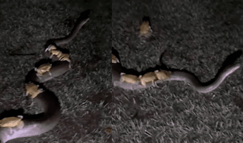 YouTube viral: serpiente es atacada por varios sapos por una insólita razón [VIDEO]