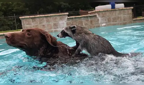 Facebook: mapache y perro nadan juntos en una piscina y enternecen las redes [VIDEO]