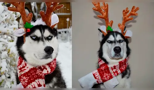 En Instagram regresó Anuko, el perro malhumorado que odia la Navidad [FOTOS]